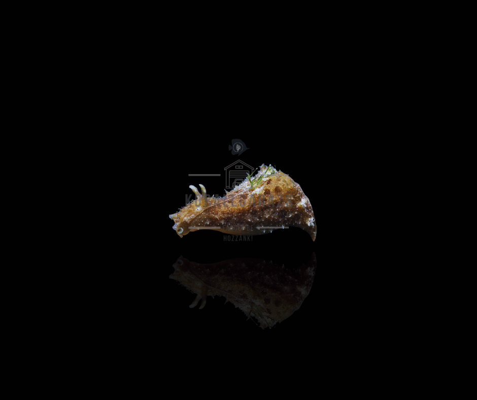 Dolabella Auricularia